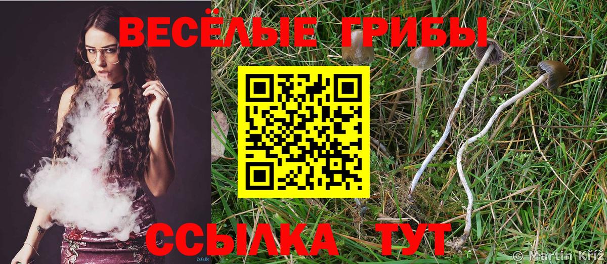 Галлюциногенные грибы Psilocybe Екатеринбург